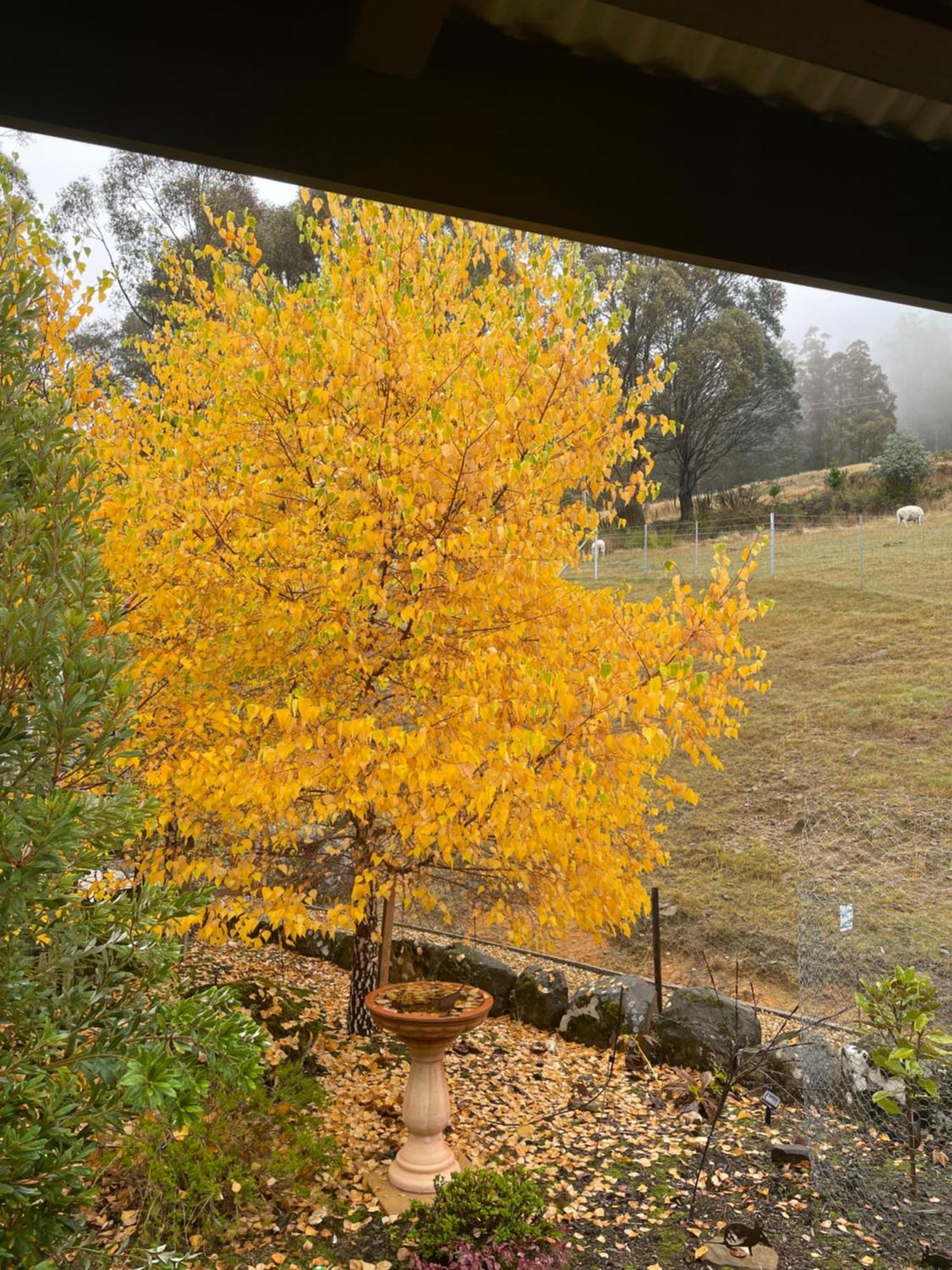 شقة Amaroo With A View Set On A 50 Acre Hobby Farm Collinsvale المظهر الخارجي الصورة