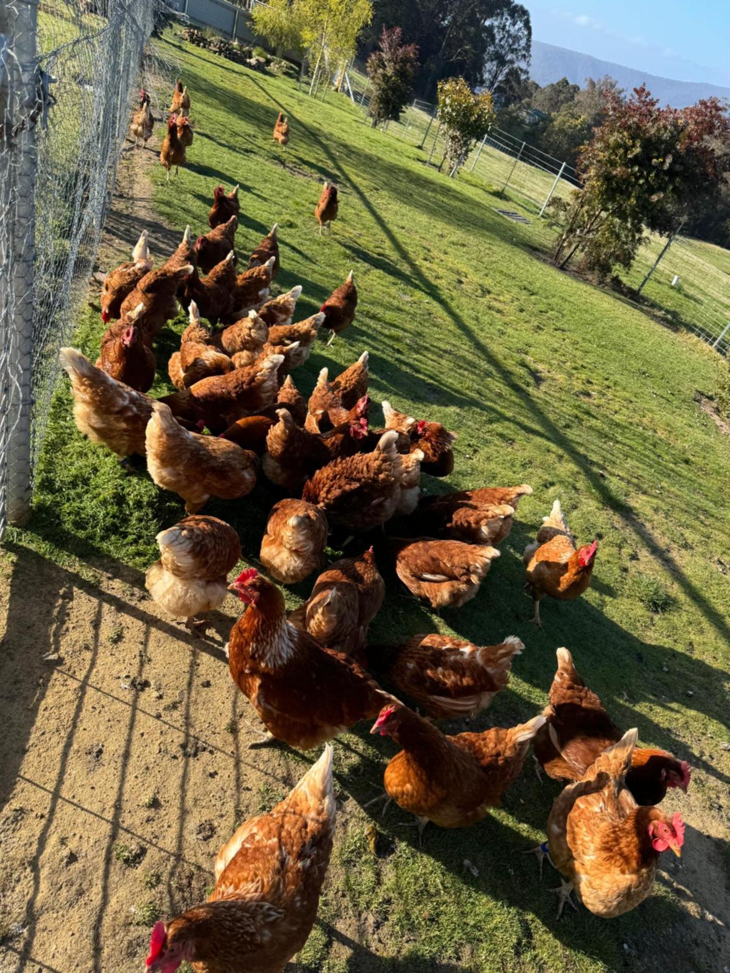 شقة Amaroo With A View Set On A 50 Acre Hobby Farm Collinsvale المظهر الخارجي الصورة